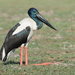 Black-necked Stork - Photo (c) pneuch, all rights reserved, uploaded by pneuch