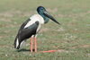 Black-necked Stork - Photo (c) pneuch, all rights reserved, uploaded by pneuch