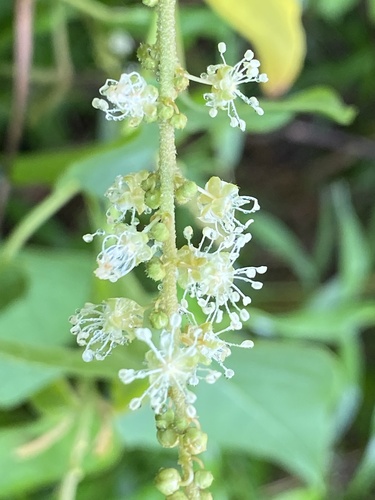 Croton adspersus