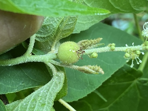 Croton adspersus