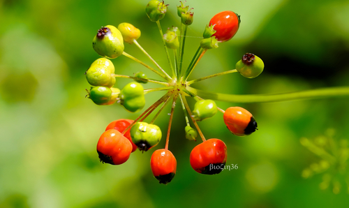 Panax bipinnatifidus