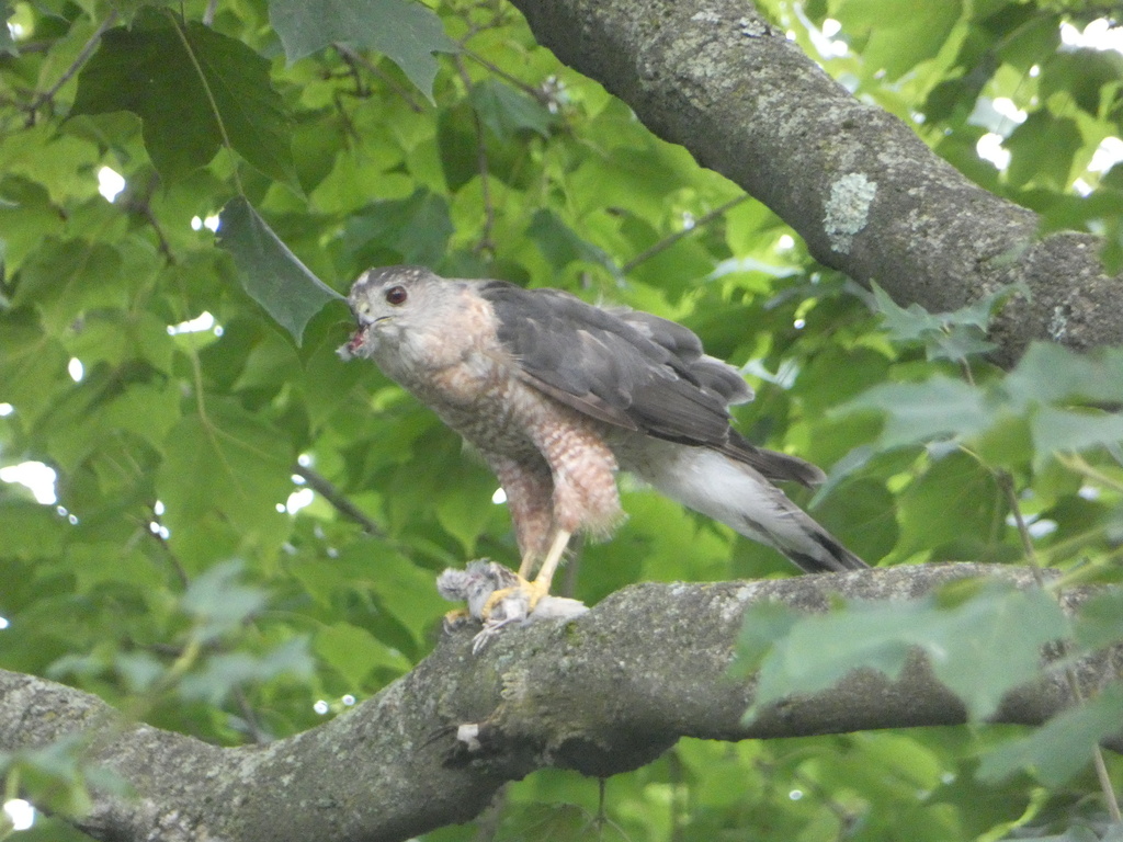 Cooper's Hawk from Sugar Camp Rd, PA, US on August 5, 2023 at 0608 PM by Trip Bondi