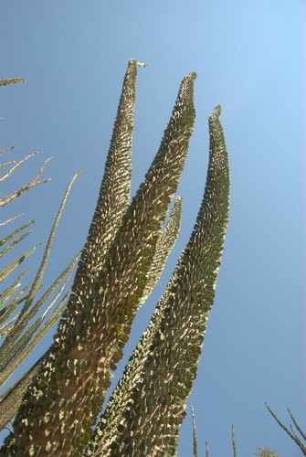 Madagascar Ocotillo