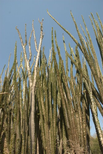 Madagascar Ocotillo