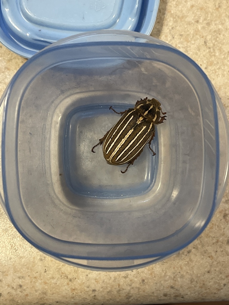 lined-june-beetles-from-fourth-st-bremerton-wa-us-on-august-21-2023