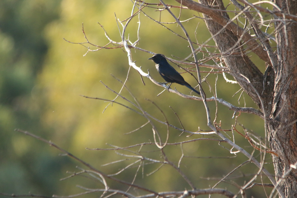 Southeastern Black Flycatcher from BelaBela, BelaBela, LP, ZA on