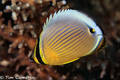 Oval Butterflyfish