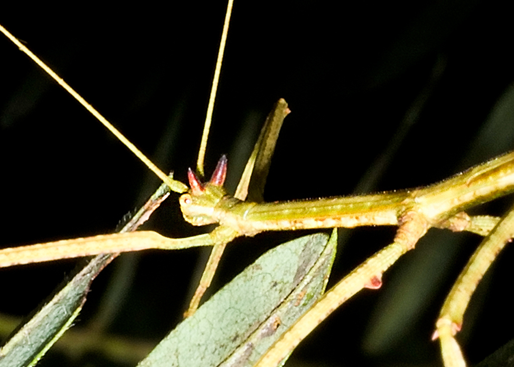 Stick Insects from Finca Heimatlos Eco Lodge and Farm on July 21, 2023 ...
