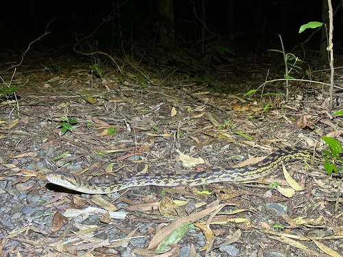 Australian Scrub Python sighting