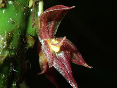 Image of Pleurothallis deflexa