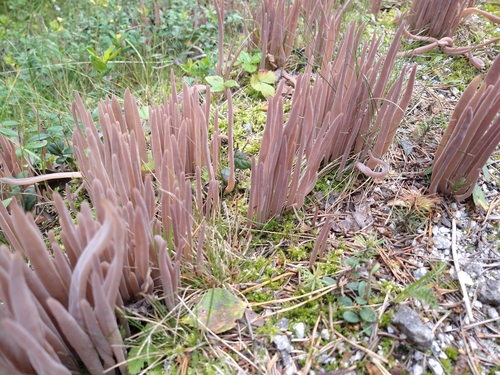 Purple Spindles
