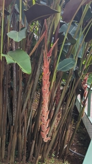 Heliconia vellerigera image