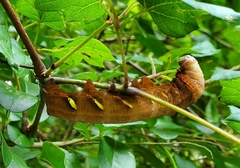 Eumorpha intermedia