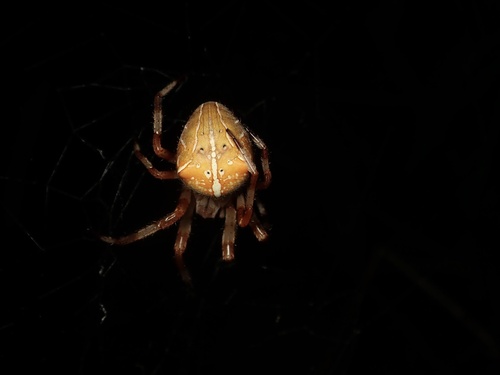 Araneus ishisawai