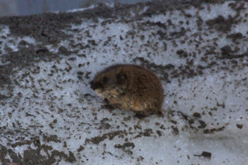 West Siberian Brown Lemming