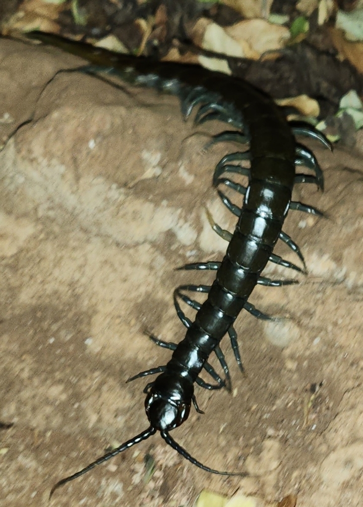 African Giant Centipede from Amboseli on August 20, 2023 at 10:47 PM by ...