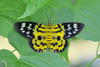 False Tiger Moths - Photo (c) WK Cheng, all rights reserved, uploaded by WK Cheng