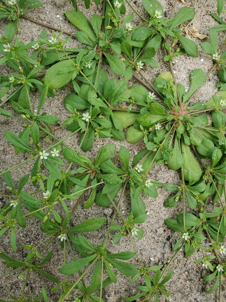 green carpetweed from Boone, IA 50036, USA on August 22, 2023 at 1000