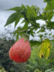 Callianthe picta image