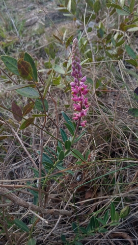 Monnina oblongifolia