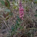 Monnina oblongifolia - Photo (c) Juan Henriques, all rights reserved, uploaded by Juan Henriques