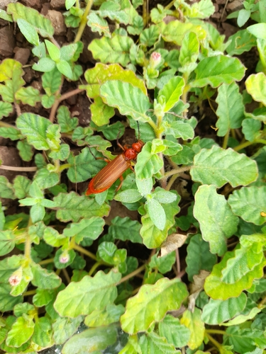 Lytta sanguinea