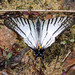 Graphium - Photo (c) WK Cheng, כל הזכויות שמורות, uploaded by WK Cheng