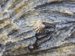 Echinolittorina tuberculata image