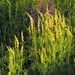 Astragalus asper - Photo (c) Hermann Falkner, todos los derechos reservados, subido por Hermann Falkner