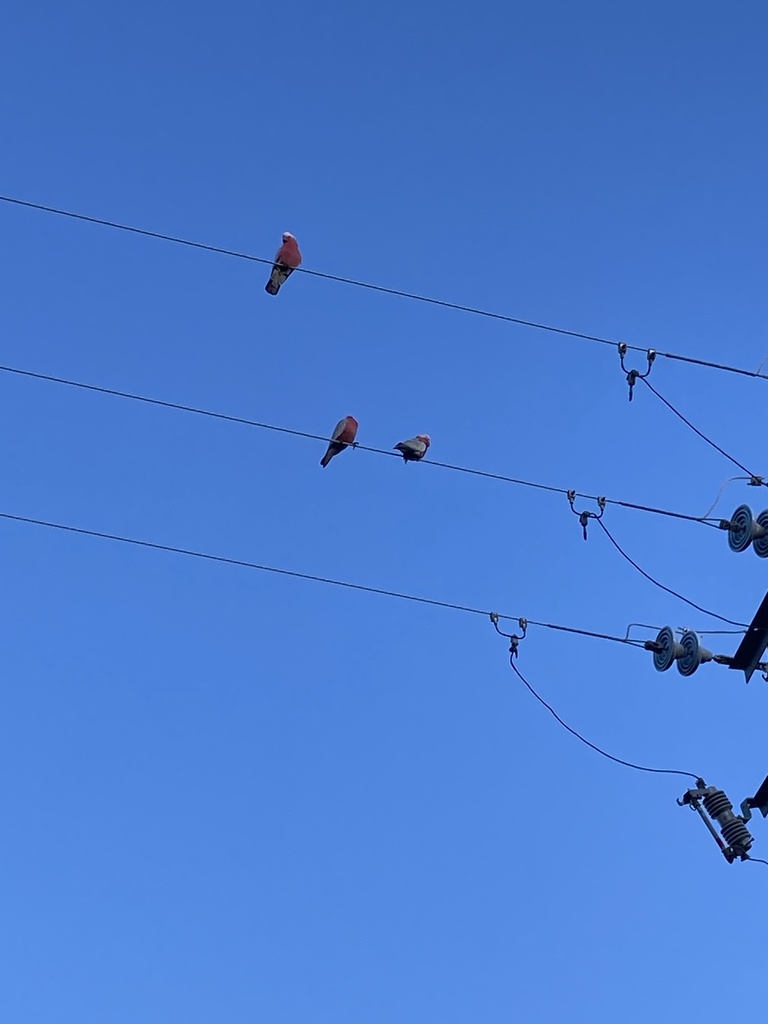 Galah from Tasmania, Cressy, TAS, AU on August 23, 2023 at 0725 AM by Craig Barnes · iNaturalist