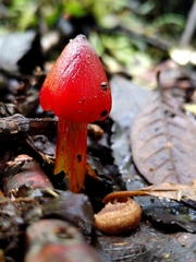 Image of Hygrocybe conica