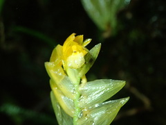 Brassia andina image