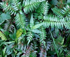 Adiantum latifolium image