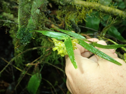 Epidendrum microdiothoneum image