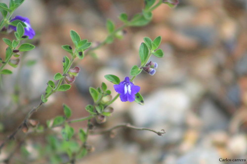 Scutellaria potosina ssp. platyphylla