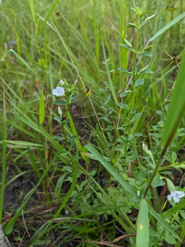 Mecardonia acuminata var. microphylla
