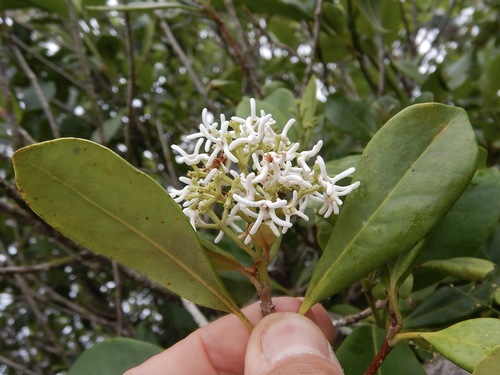 Haenianthus