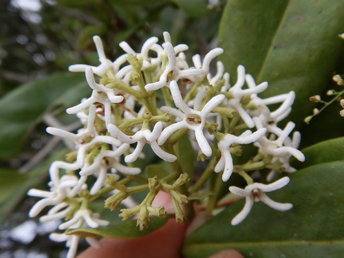 Haenianthus salicifolius Griseb.