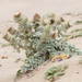 Surf Thistle - Photo (c) spencer_riffle, all rights reserved, uploaded by spencer_riffle
