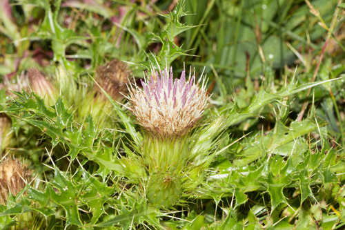 la graciosa thistle (Cirsium loncholepis)