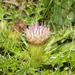 La Graciosa Thistle - Photo (c) spencer_riffle, all rights reserved, uploaded by spencer_riffle