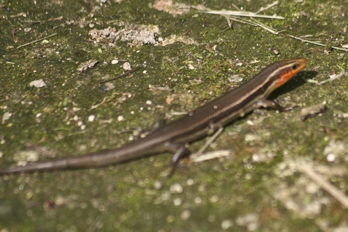 Four-lined Skink