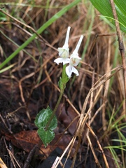 Ressource multimédia de Disperis anthoceros