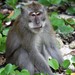 Long-tailed Macaque - Photo (c) jorgejuanrueda, all rights reserved, uploaded by jorgejuanrueda