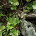 Ligusticum scothicum hultenii - Photo (c) snv2, todos los derechos reservados, subido por snv2