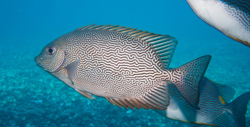 Maze Rabbitfish — seen at this dive site