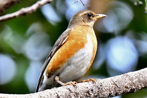 Brown-headed Thrush