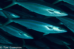 Rainbow Runner