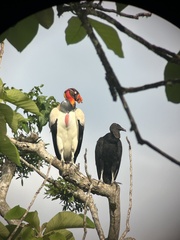 Sarcoramphus papa image