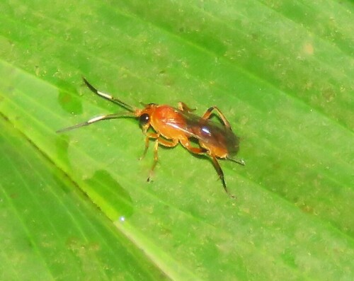 Mansa tarsalis